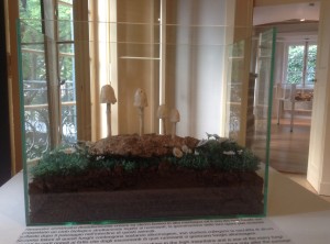2015_09_29_mostra_funghi_villa_carlotta (1)