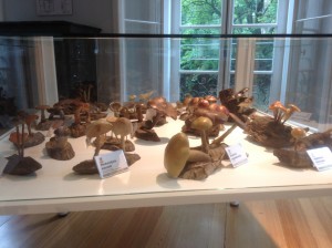 2015_09_29_mostra_funghi_villa_carlotta (3)