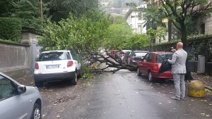 L'albero caduto in via San Martino