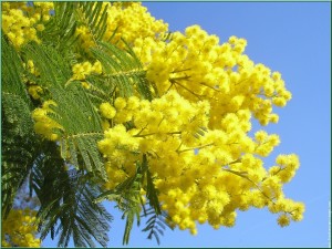 2016_03_07_mimose