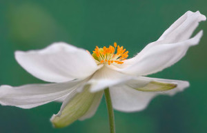 L'anemone, fiore protagonista del 2016