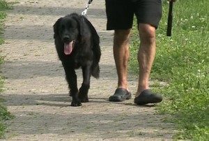 Un cane a passeggio nel parco Negretti