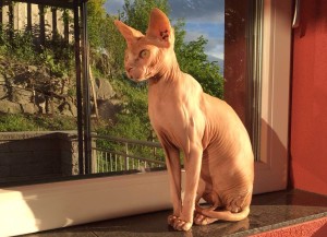 Un esemplare di gatto Sphynx