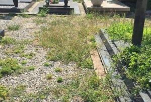 cimitero-piante-orizzontale