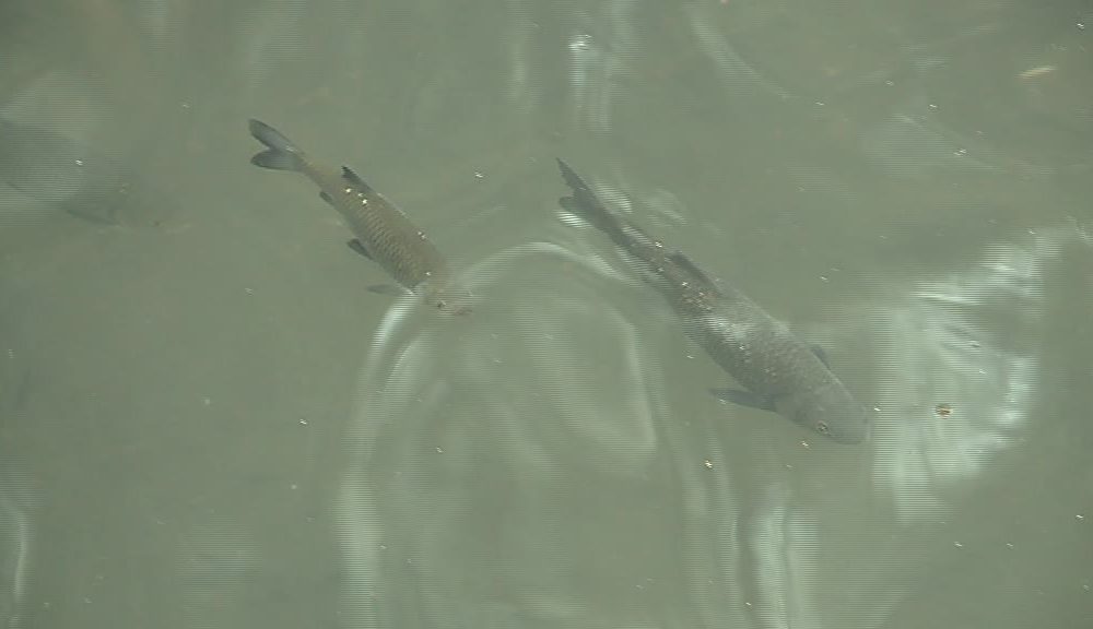 Como, polemica sul divieto di pesca. Guarisco (Pd): “La giunta agisce in modo raffazzonato”