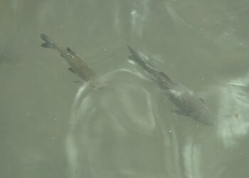 Lago di Como pesci salvare lavarelli trote