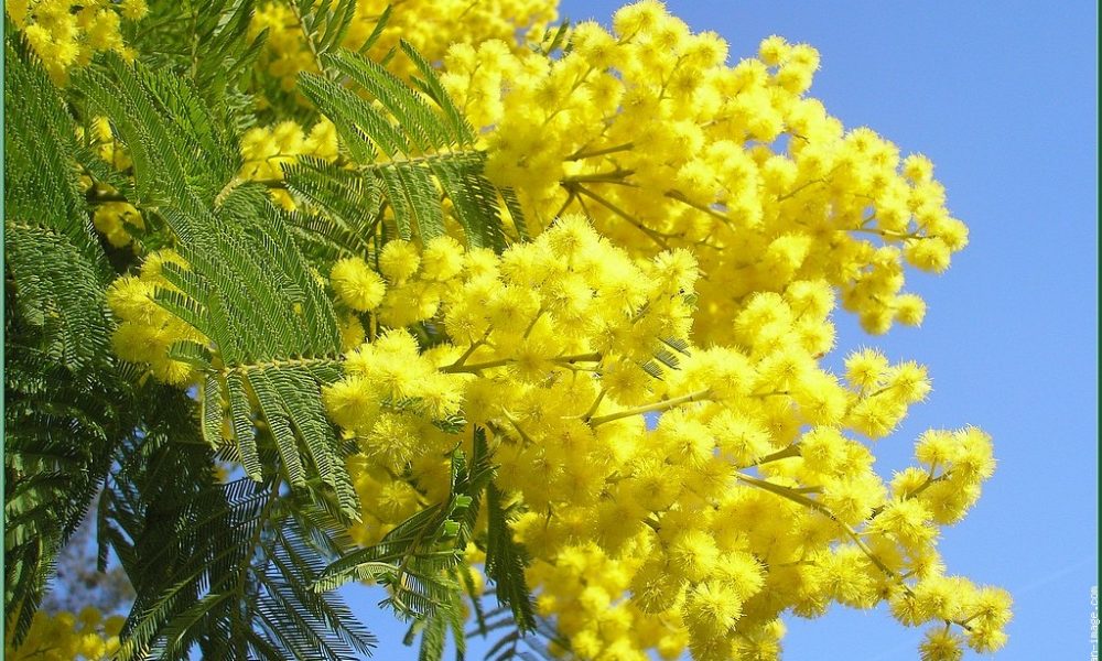 Festa della donna: 800 mazzi di mimose sequestrati ai venditori abusivi
