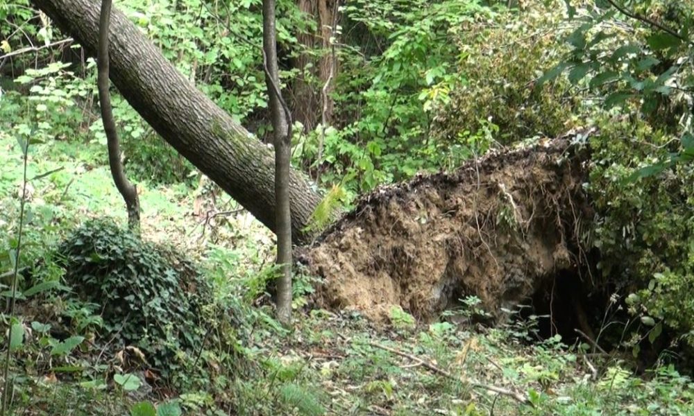 VIDEO – Sagnino, bosco distrutto dalla tromba d’aria. I residenti: “Intervenga il Comune di Como”