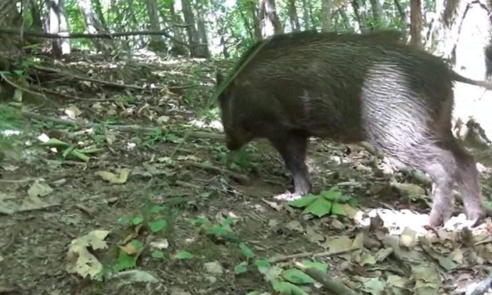 Allarme cinghiali, Casati (Parco Spina Verde): “Serve più coordinamento”