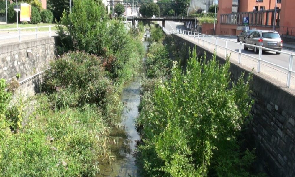 Selva nel torrente Cosia, la Regione: “Non è pericolosa ma interverremo