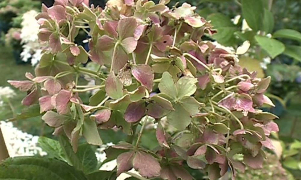 Orticolario, la decima edizione a Villa Erba dal 5 al 7 ottobre