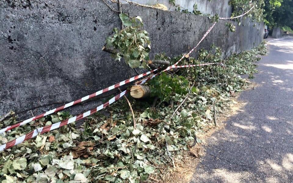 FOTO – Sagnino, un lettore denuncia: “A 10 giorni dalla tempesta ancora piante e alberi lungo la strada”