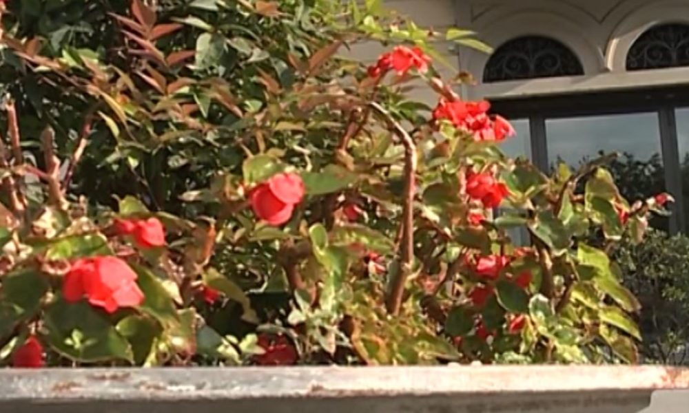 Cantù, riapre il centro raccolta rifiuti per gli scarti vegetali