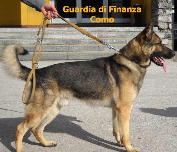 Nascondeva cinque dosi di cocaina negli slip. Arrestato