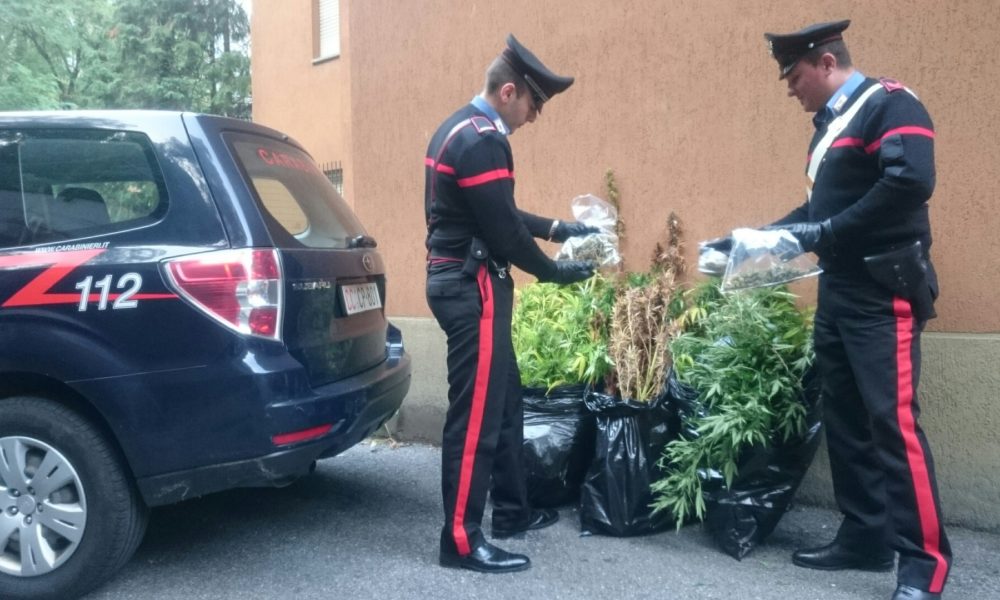 Piante di canapa indiana in giardino e in terrazzo. 40enne denunciato dai carabinieri