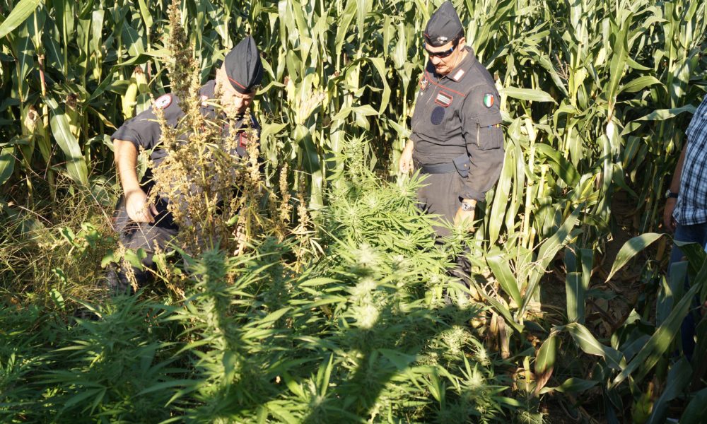 Cantù: marijuana tra le pannocchie, il trucco non ha funzionato, caccia al coltivatore