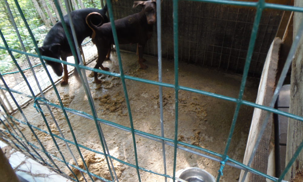 VIDEOAPPELLO Dopo il lager di Sormano ora cercano una famiglia, L’Enpa: “Adottate i cani salvati”