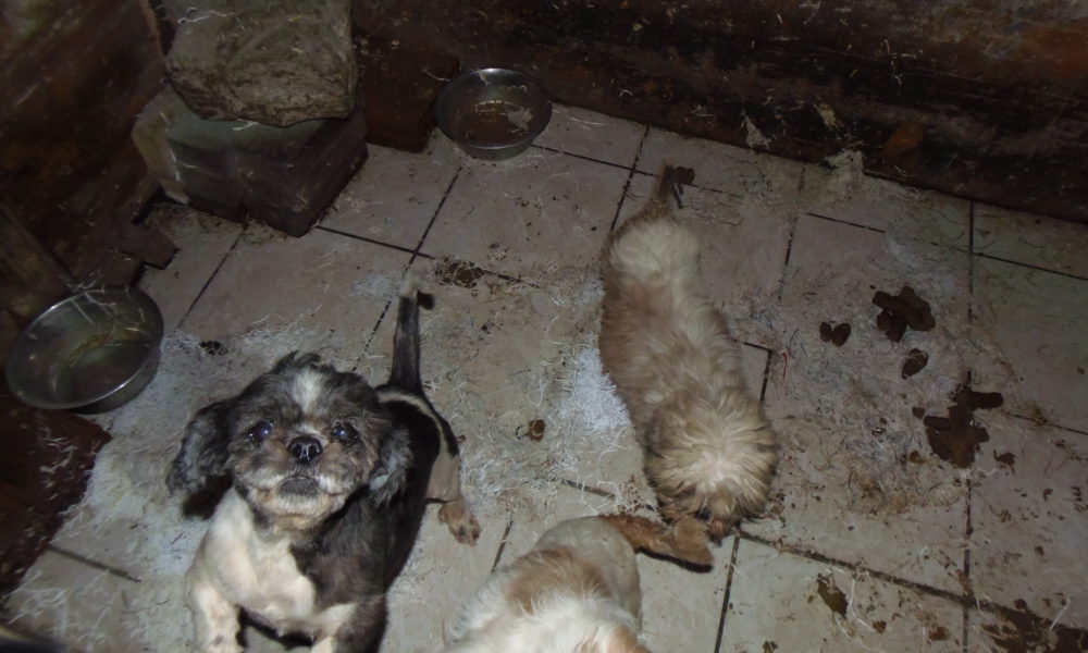 VIDEOREP Smantellato il canile lager a Sormano: animali in condizioni estreme. Le immagini del salvataggio