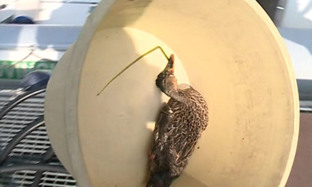 Moria di germani reali, cause naturali indotte dall’insediamento umano