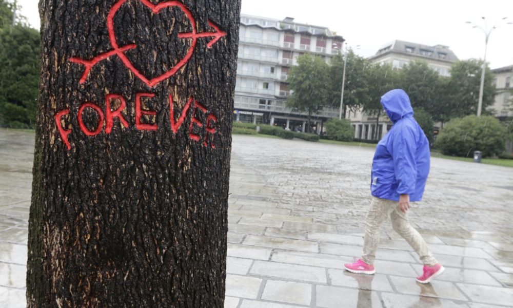 FOTO Tentativo di arrampicata sul Pinocchio di Mr Save The Wall: corteccia rovinata