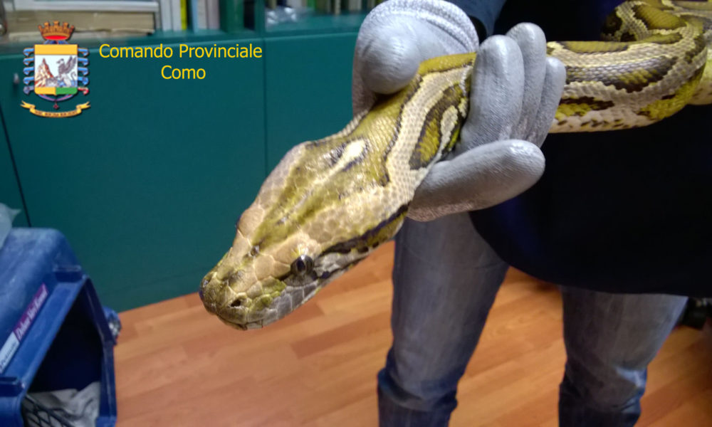 Cocaina nella teca protetta da un pitone, arresti domiciliari per un 37enne