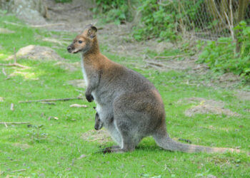 Macropus r. rufogriseus