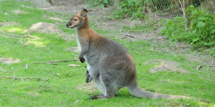 Macropus r. rufogriseus