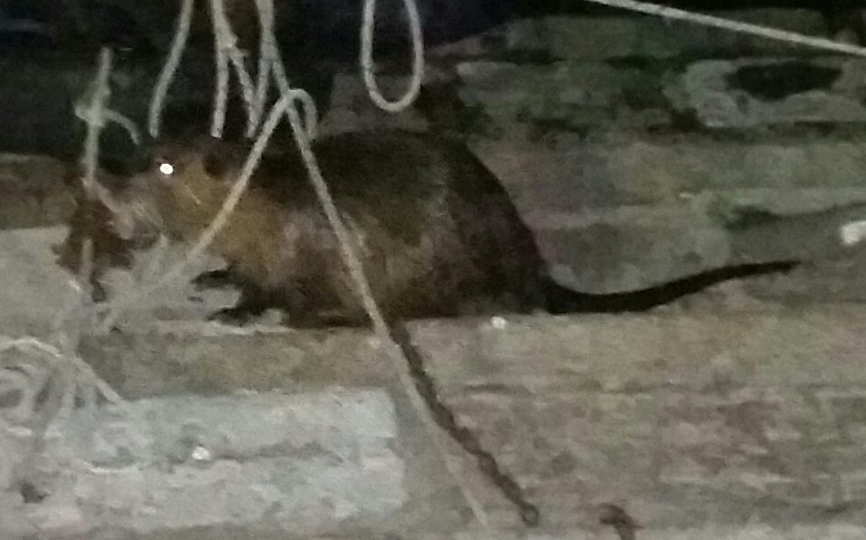 GALLERY Sant’Agostino, sembra un topo gigante ma è una nutria (la nemica delle sponde)