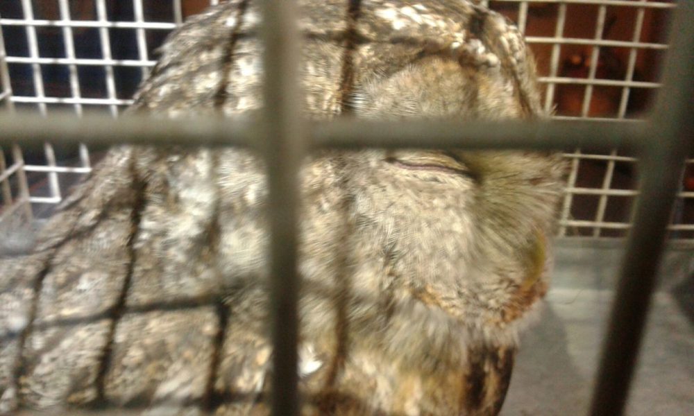 GALLERY Storia di una piccola civetta salvata per caso. Investita, adesso sta meglio