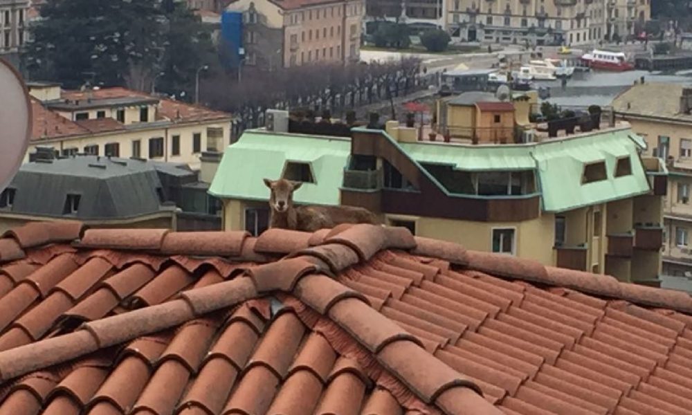 VIDEO/FOTO Via Prudenziana, c’è un muflone sul tetto. Lo salvano i vigili del fuoco