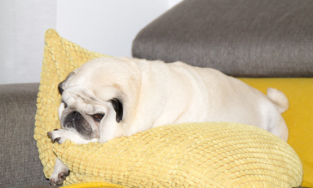 Sant’Anna, porte aperte agli animali, potranno far visita ai pazienti ricoverati. Ecco le regole