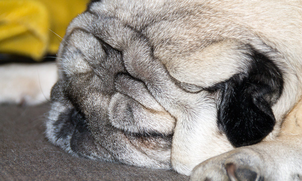 Ats Insubria, il distretto veterinario Como Nord trasloca in via Castelnuovo