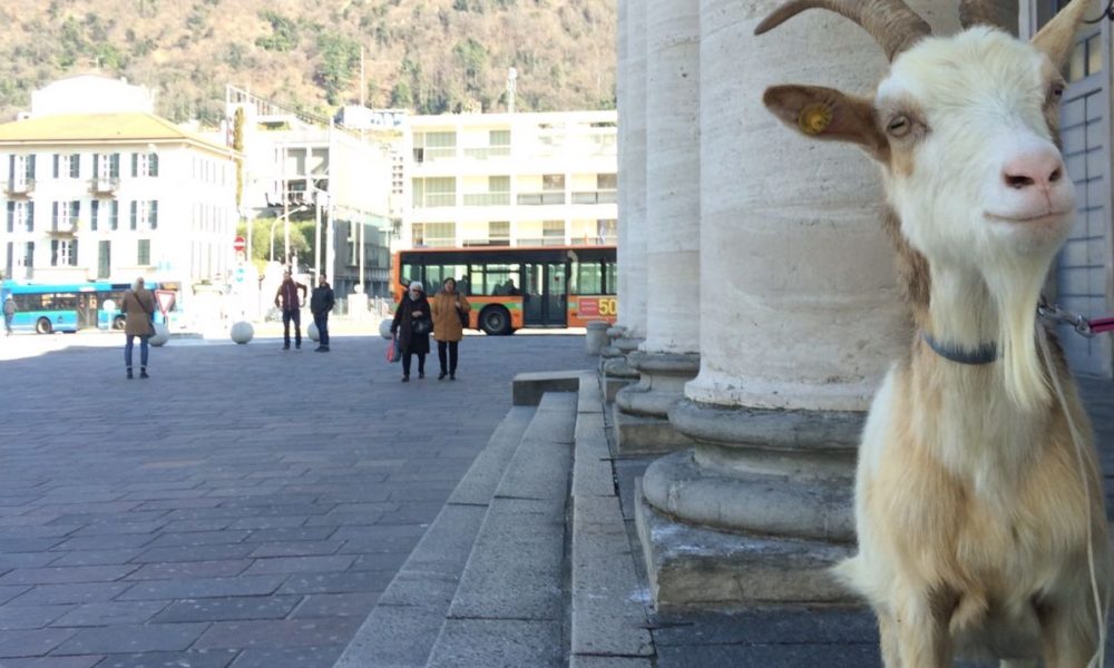 VIDEO Il mistero della capra al Teatro Sociale e il ritorno di Marker (con i Subsonica?)