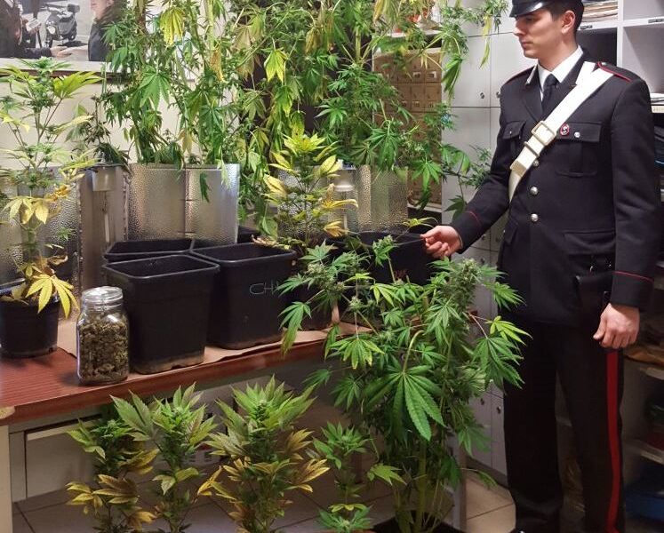 Serre di marijuana in casa: i carabinieri di Lomazzo arrestano due monzesi