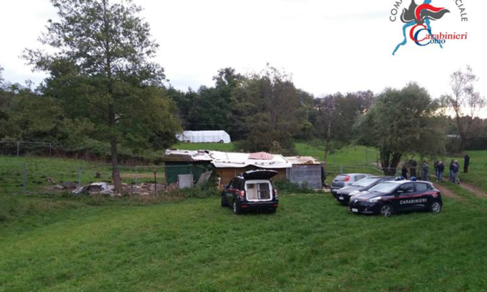 Mille piante di canapa indiana a Capiago Intimiano, arrestato albanese 44enne. Avrebbe ricavato 35mila dosi