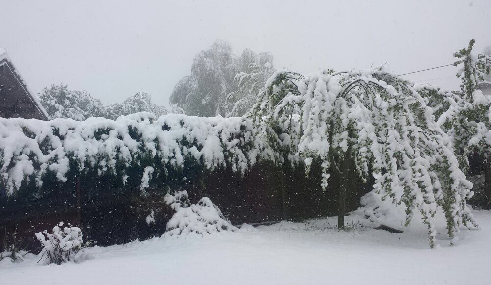 Neve e ghiaccio tra Valle d’Intelvi e Olgiatese, allarme Coldiretti: “Patate gelate e api impazzite”