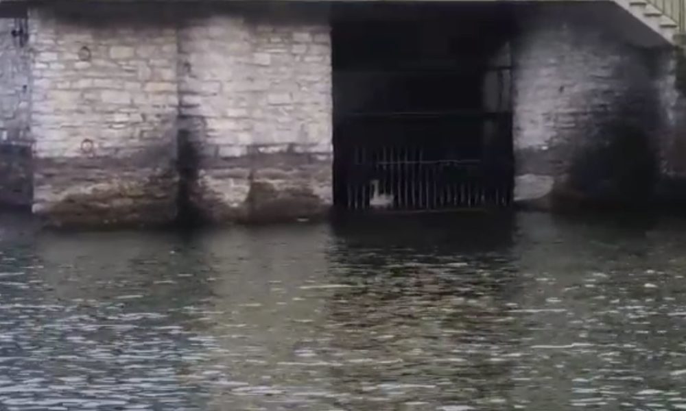 VIDEO Singolar tenzone tra cigni (maschi e arrabbiati), uno soccombe e resta chiuso in una darsena. Salvato