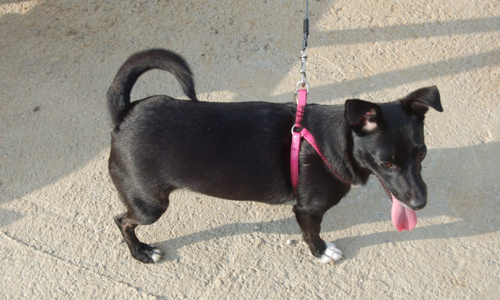 VIDEO Alla scoperta del territorio in compagnia del proprio cane, domani la Zampeggiata ad Asnago