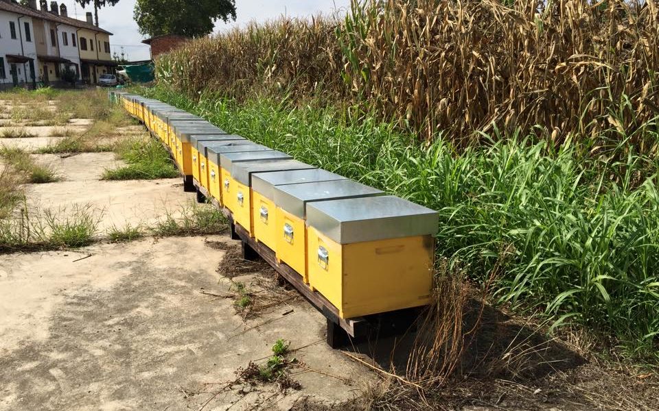 Como-Lecco, decimata la produzione di miele. Coldiretti: “Una situazione così non si vede da 40 anni”