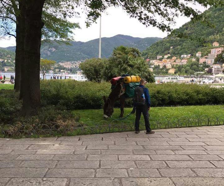 Sorpresa a Como: nell’aiuola di piazza Cavour c’è un asino che fa lo spuntino