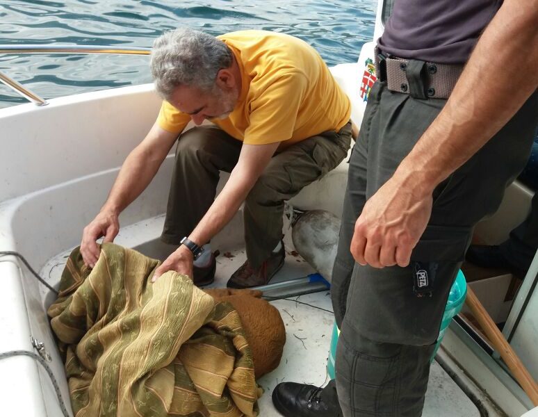 Lezzeno, cerbiatto ferito nel lago salvato dai vigili del fuoco e dal veterinario della Provincia