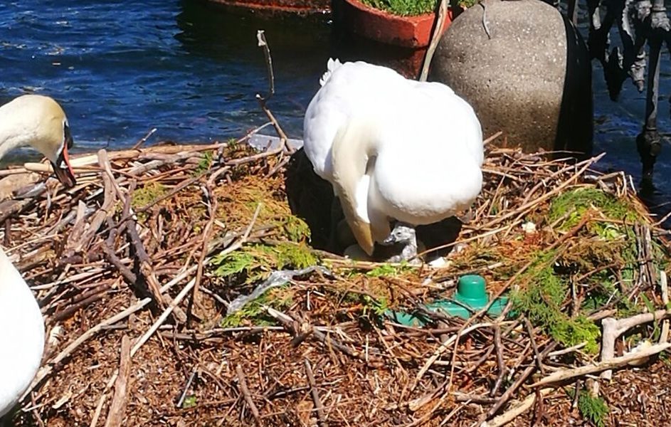 VIDEO Lieto evento sul lungolago, si è schiuso il primo uovo. Ecco mamma cigno con il suo piccolo