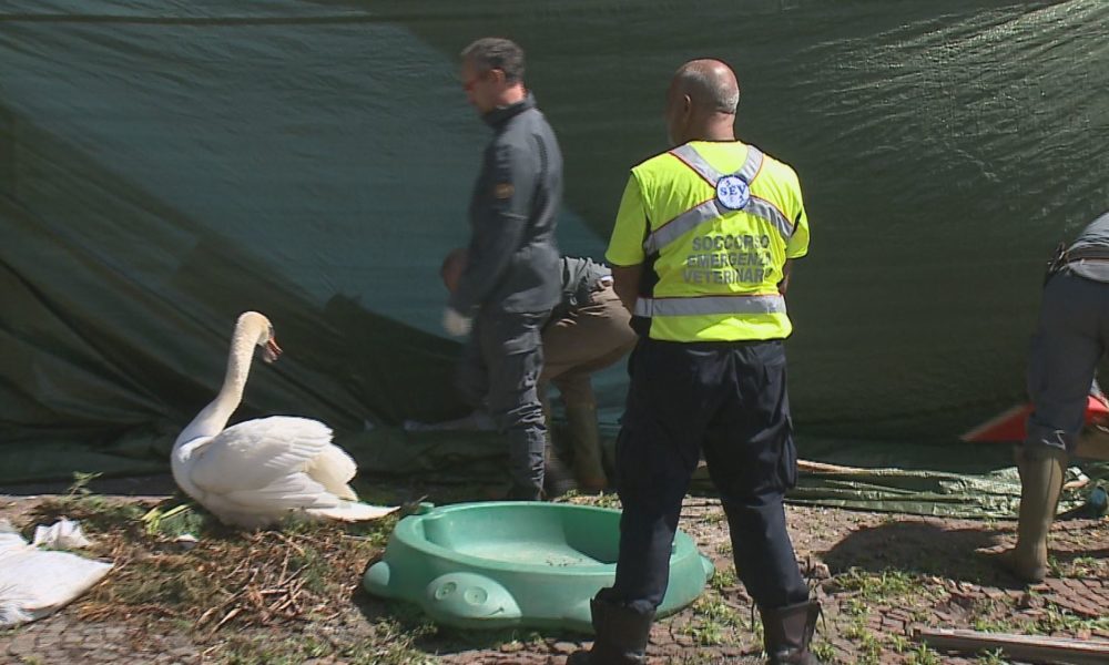 VIDEO Salva la covata dei cigni sul lago di Como: installato uno speciale nido rialzato