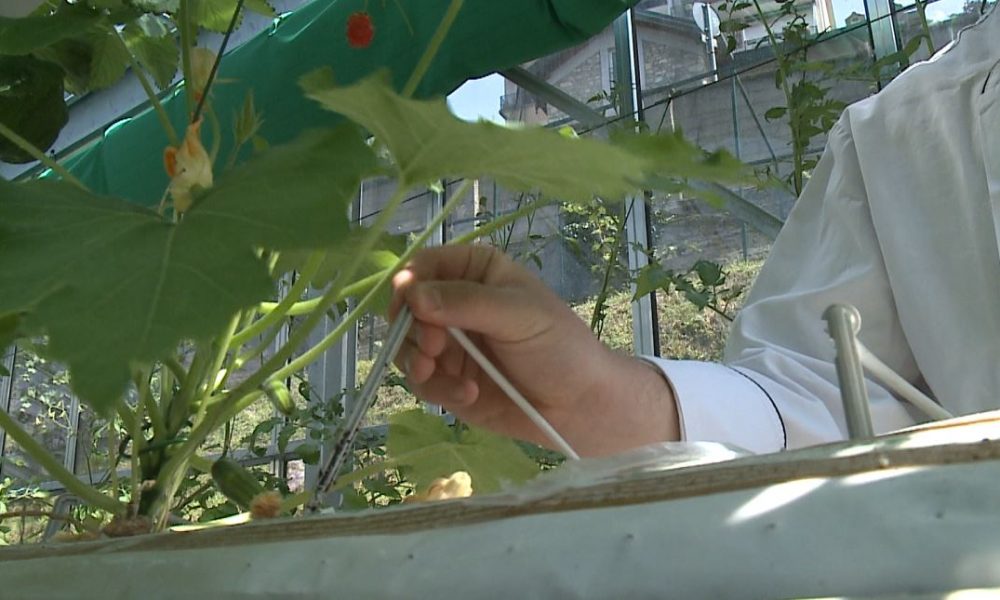 Nuove serre: colture senza terra al Cfp di Monte Olimpino. Produzione a metro-zero di altissima qualità