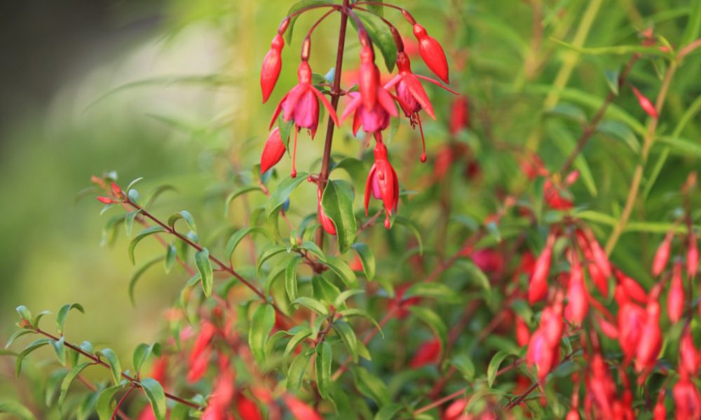Orticolario 2017: il tema è “Librarsi”, il fiore è la Fuchsia