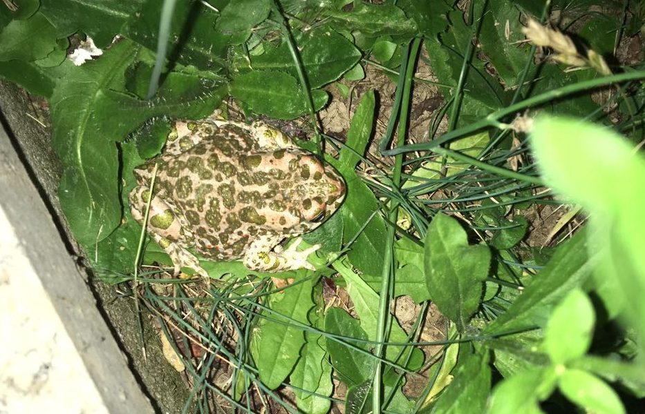 VIDEO – Ecco il nobilissimo rospo smeraldino: nuovo cittadino di Como (ricordate, è specie protetta)