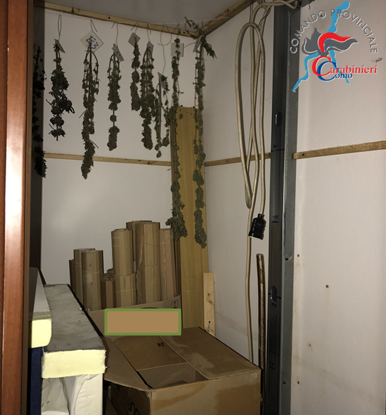 Serra di marijuana in casa, arrestato canturino 53enne