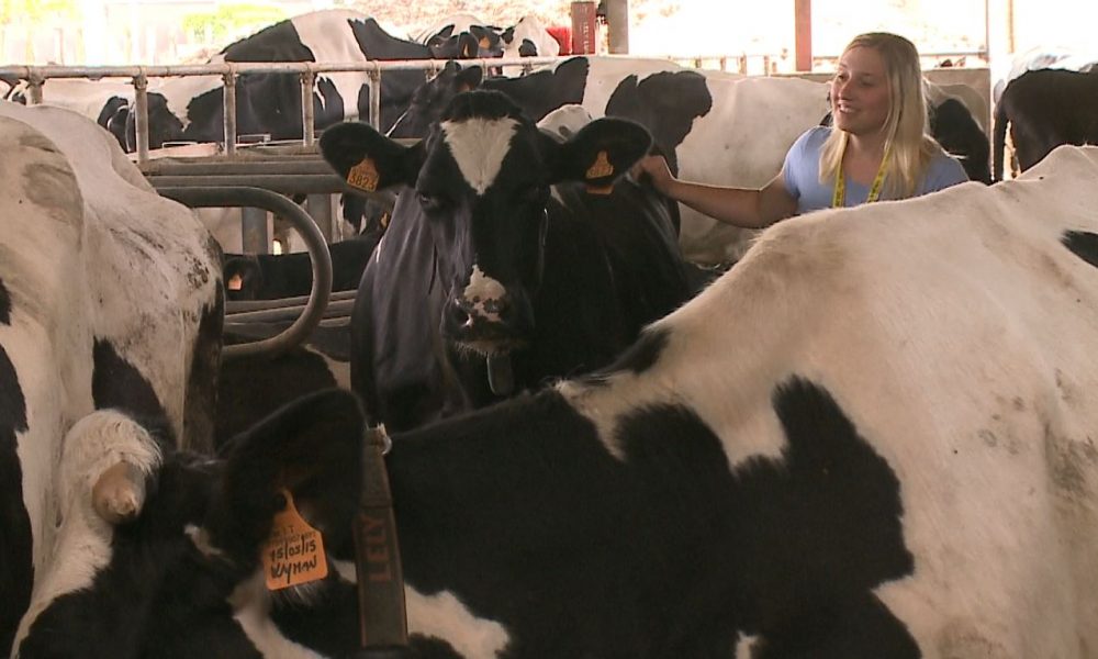 La stalla bionica di Solbiate: rivoluzione tecnologica nata dall’amore di un padre per la figlia