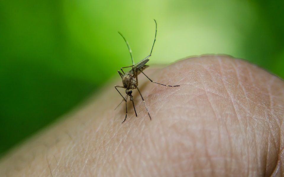 Febbre Dengue, un caso importato a Uggiate con Ronago