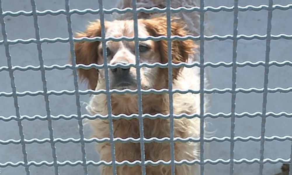 Cani, l’Enpa contro l’abbandono. “Attenzione alle associazioni poco serie”